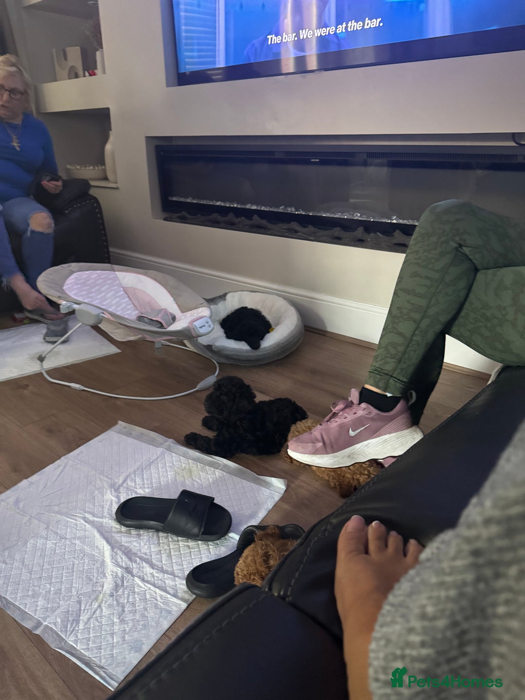 Miniature Poodle dogs for sale: small miniature poodles only 1 boy 1girl  - Image 14