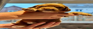 Cockapoo 6