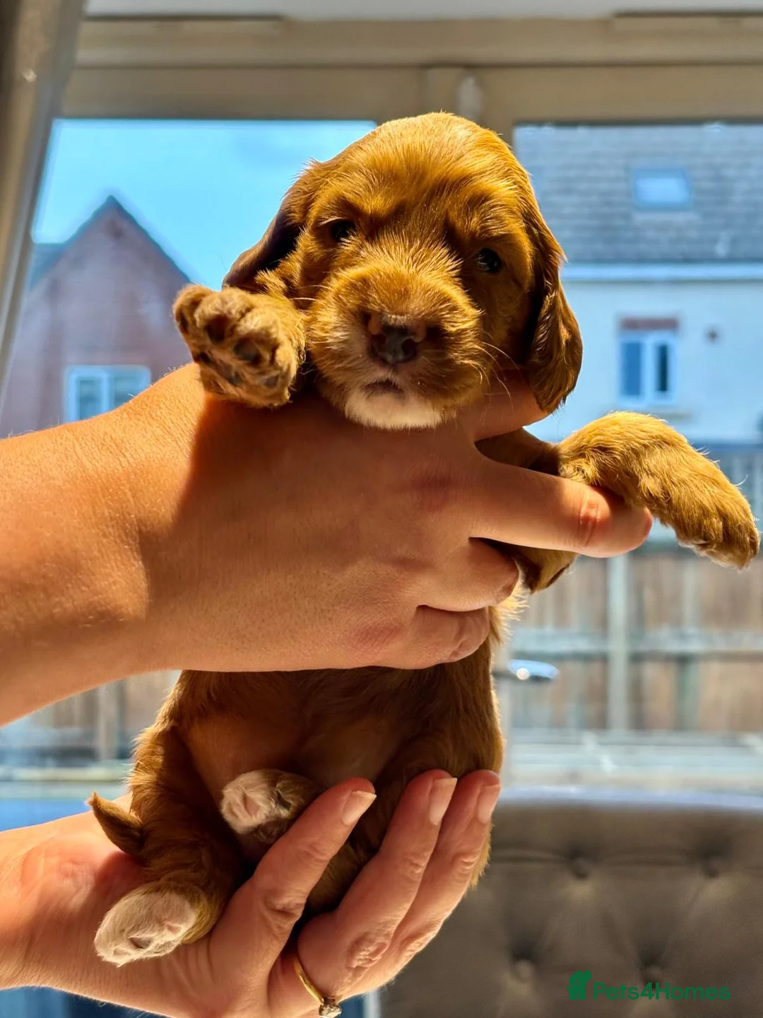 Cockapoo dogs for sale: Cockapoos F2  - Advert 1