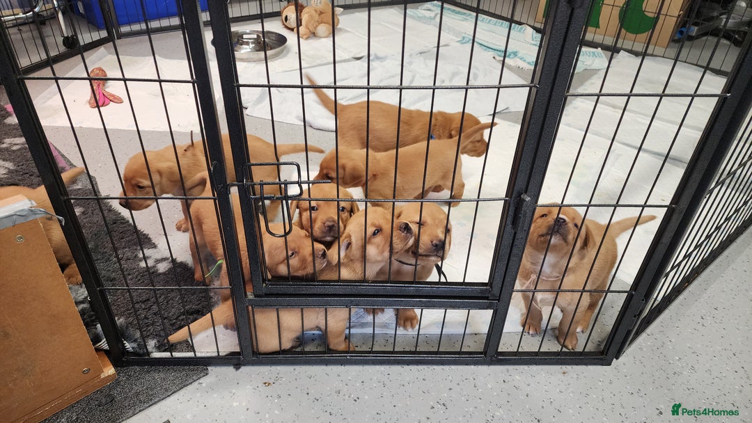 Labrador Retriever dogs for sale: KC Registered Fox Red Labrador Puppies - Image 10
