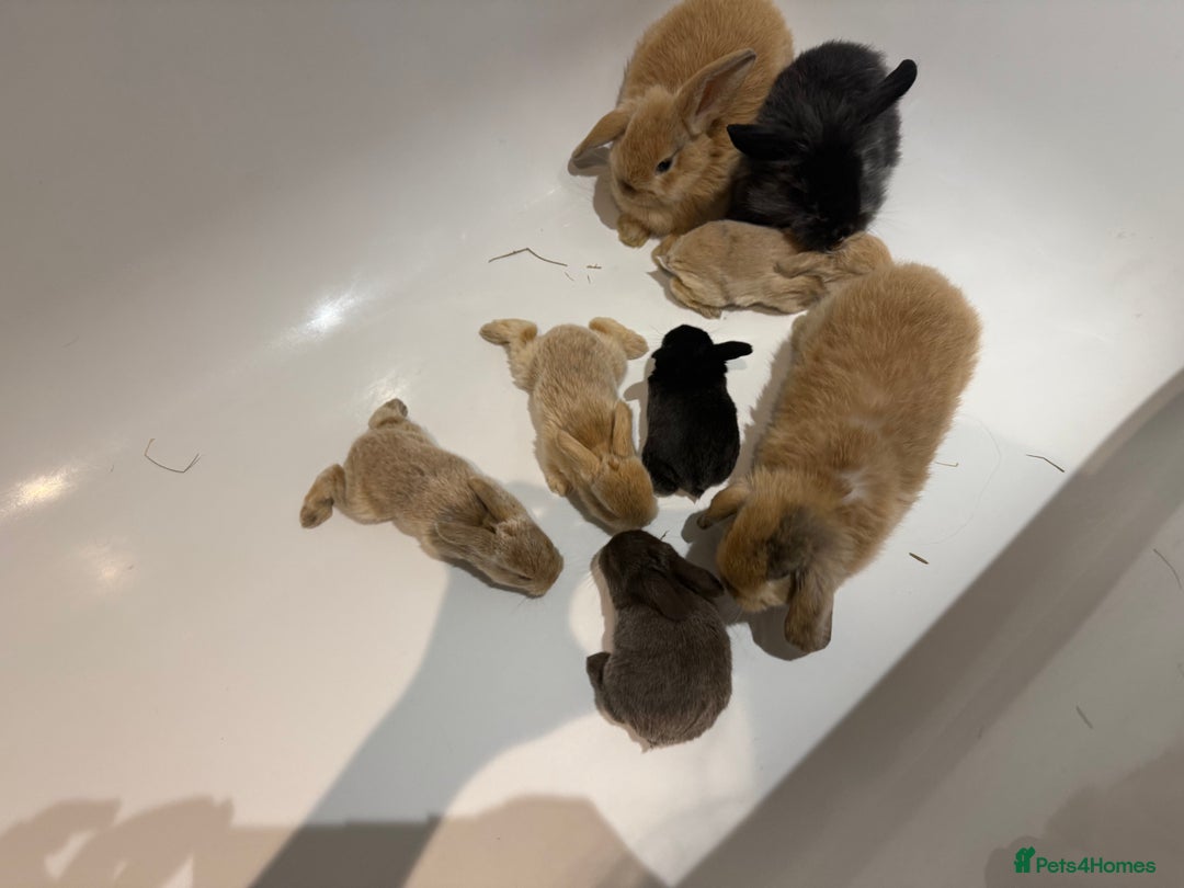 Mini Lion Lop rabbits for sale: Baby mini lion head x loop eared  - Advert 4