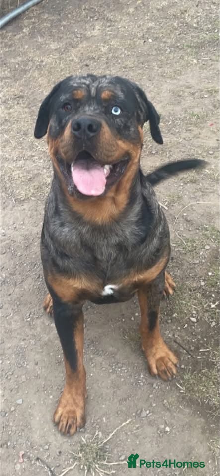 Mixed Breed dogs Old tyme English bulldog x Rottweiler  - Advert 1