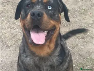 Mixed Breed dogs Old tyme English bulldog x Rottweiler - Advert 3