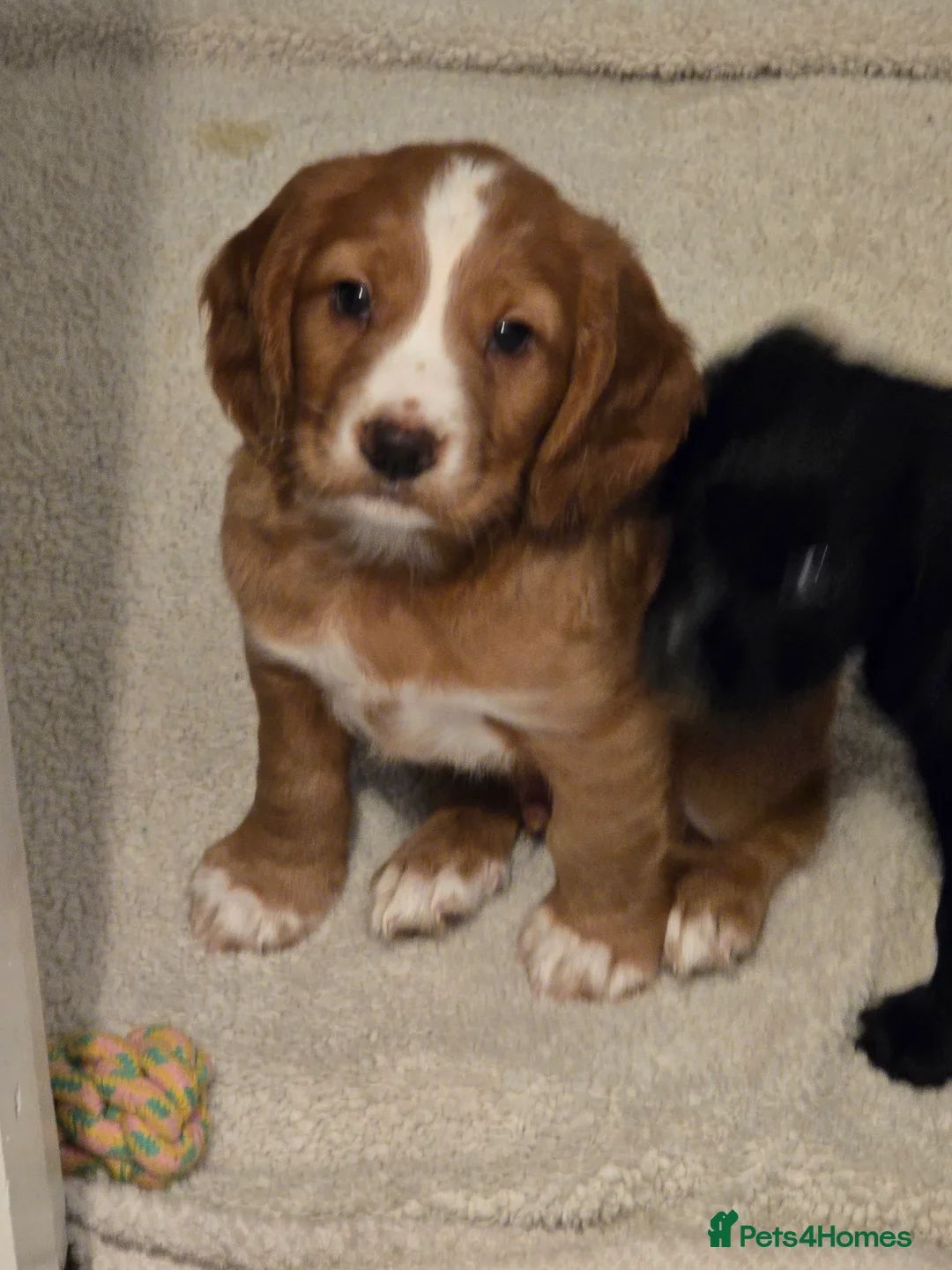 Cocker Spaniel dogs for sale: Cocker spaniel male  - Advert 7