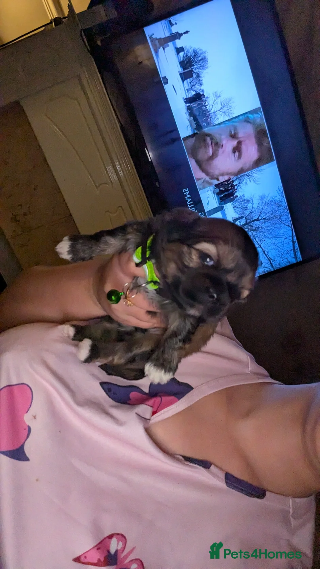 Lhasa Apso dogs for sale: 4 Beautiful beautiful Lhasa Apso Babies For Sale  - Advert 3