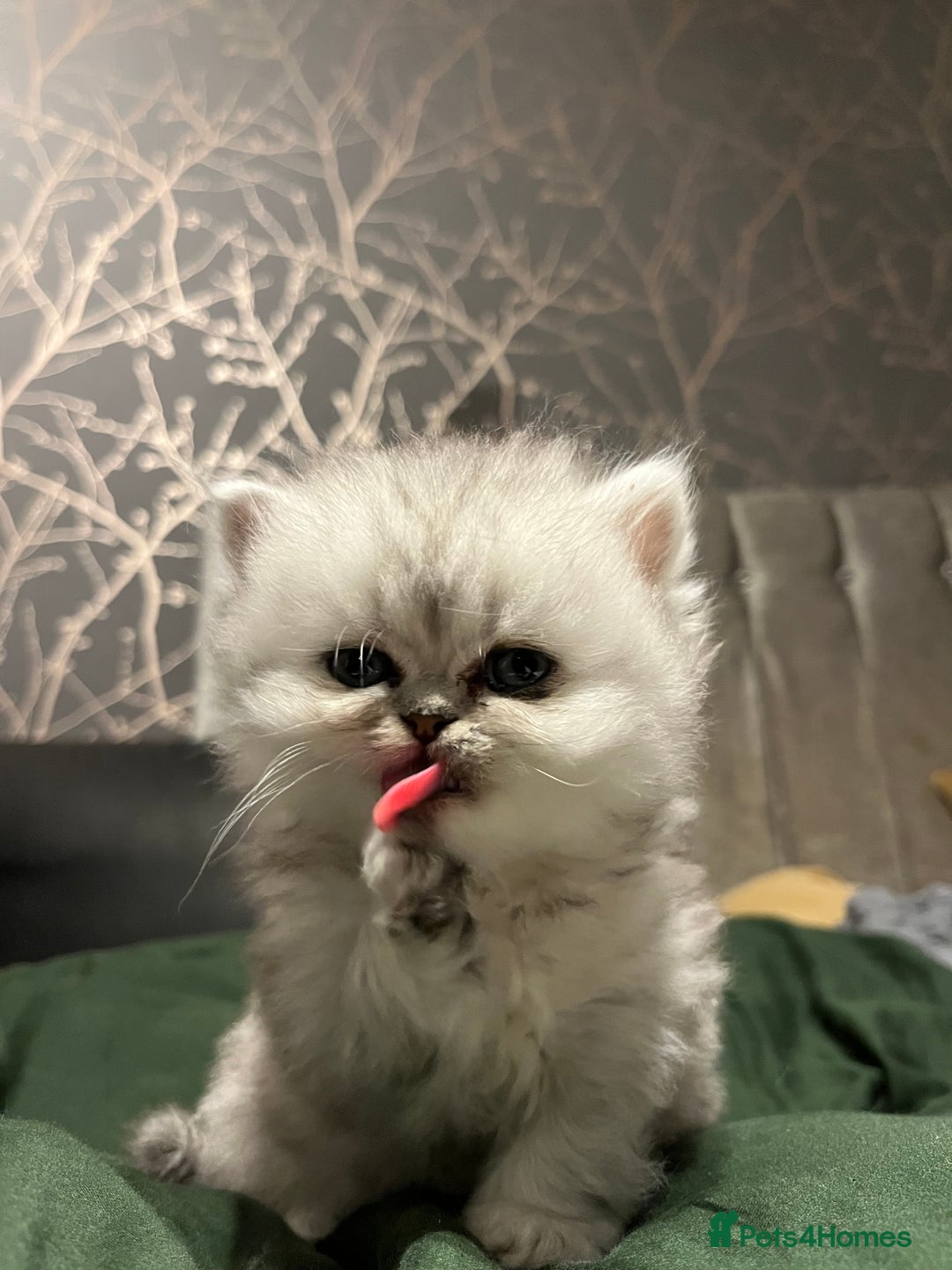 Persian cats for sale: Pure Persian kittens for sale  - Advert 5