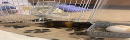 Guinea Pig rodents for sale: 2 lovely boys  in Oxford - Advert 3