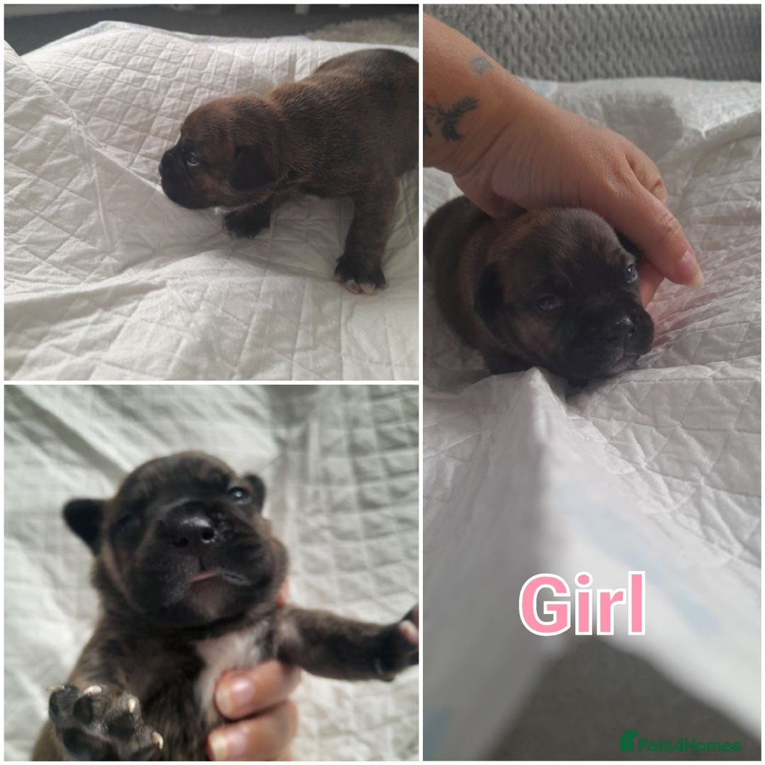 Mixed Breed dogs for sale: Puppies for sale ready 10th September - Image 15