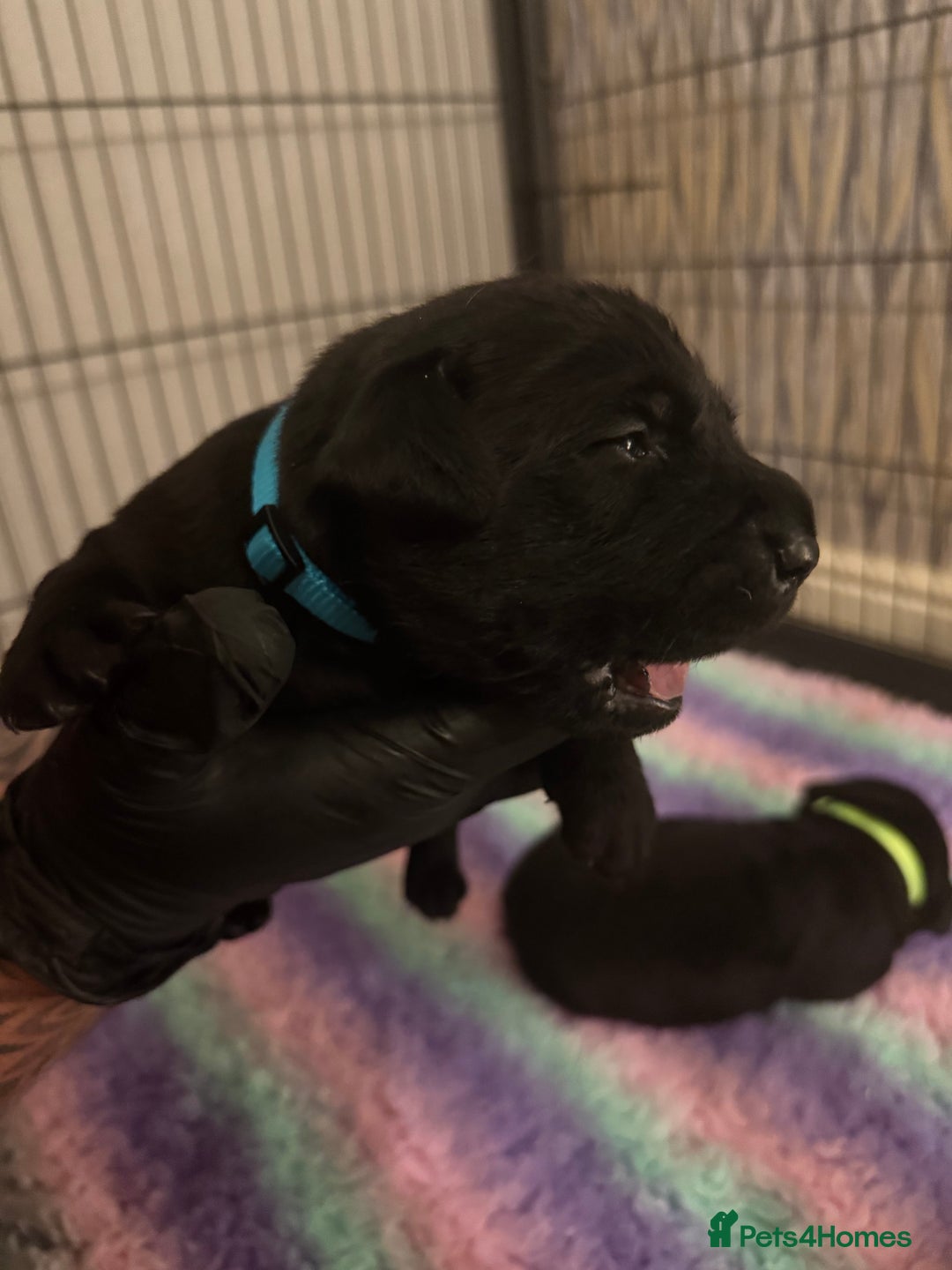 Labrador Retriever dogs for sale: Kc registered Labrador 2 puppies left ! ⭐️⭐️⭐️⭐️ - Advert 25