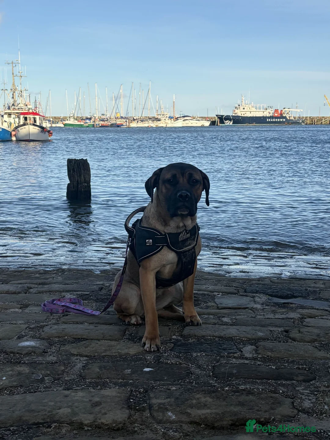 Mixed Breed dogs for sale: Hybrid Mastiffs (Ready in 6 weeks) - Advert 1