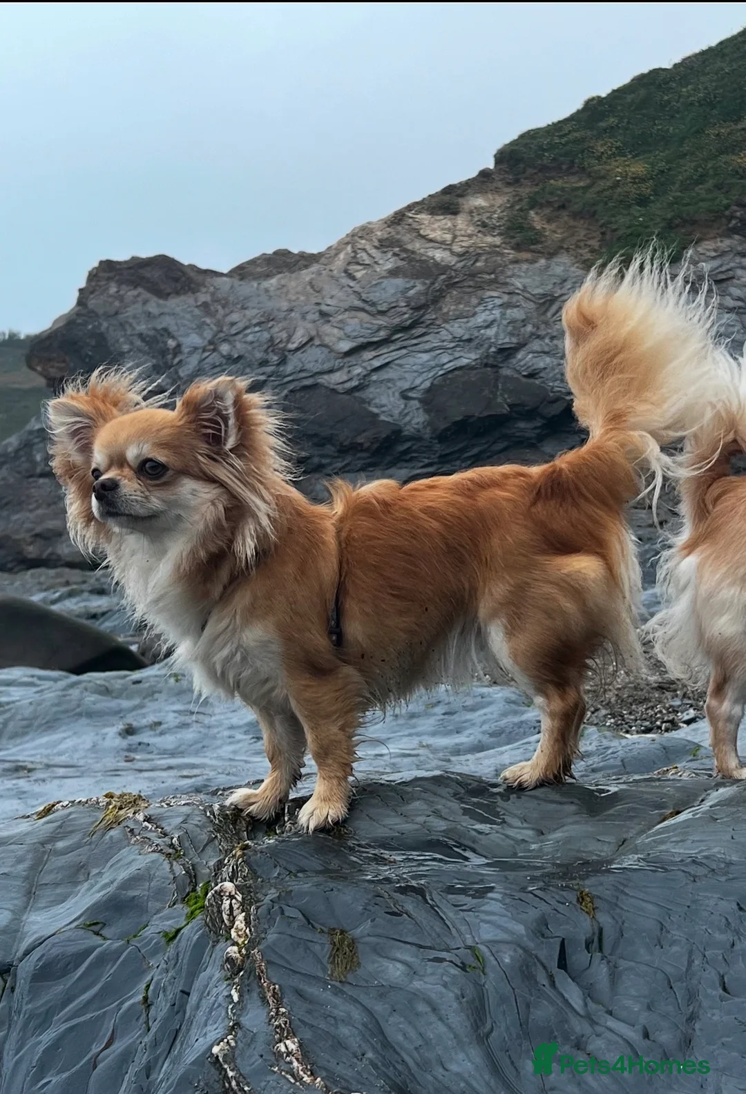 Chihuahua dogs for sale:  Long Coat Chihuahua Puppies - Advert 13