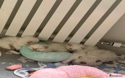 Ragdoll cats for sale: GCCF & TBRCC registered lilac Ragdoll kittens - Image 8