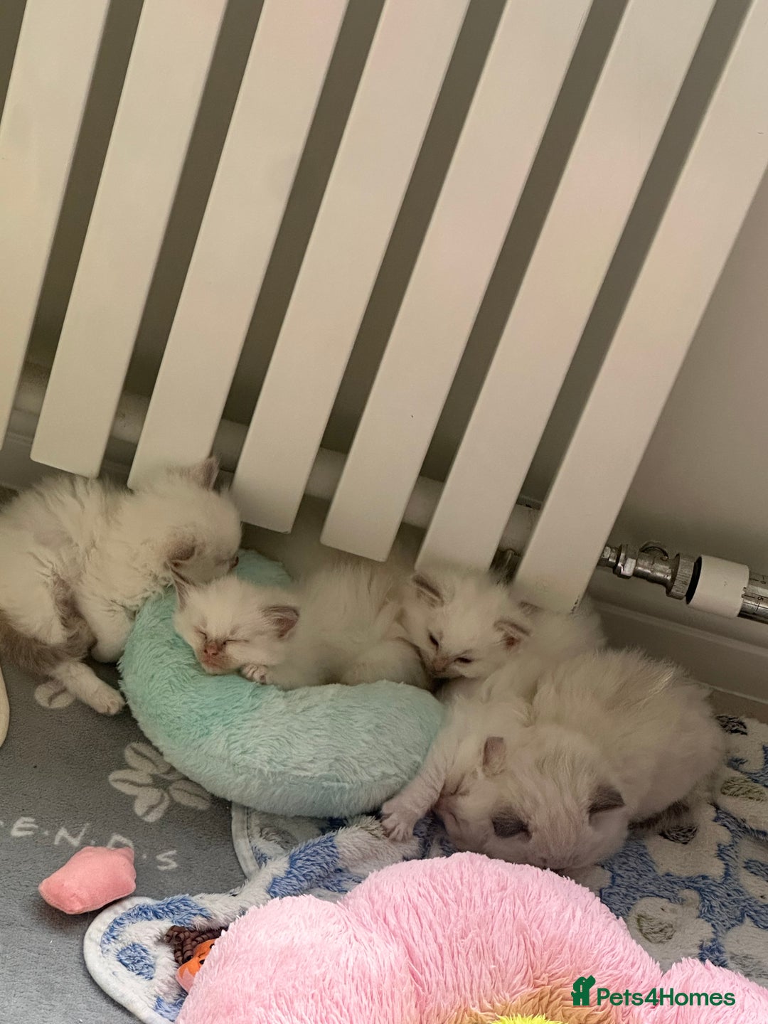 Ragdoll cats for sale: GCCF & TBRCC registered lilac Ragdoll kittens - Image 8