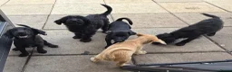 Mixed Breed dogs for sale: Beautiful Crossbreed Puppies Ready For New Home - Advert 23