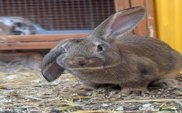 Mixed Breed rabbits for sale: 4 baby rabbits - Image 1