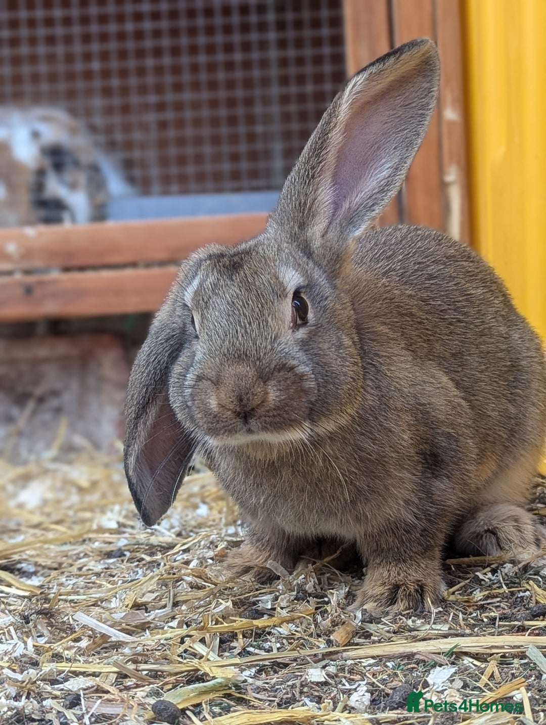 Mixed Breed rabbits for sale: 4 baby rabbits - Image 1