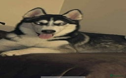 Siberian Husky dogs for sale: Siberian husky - Image 3