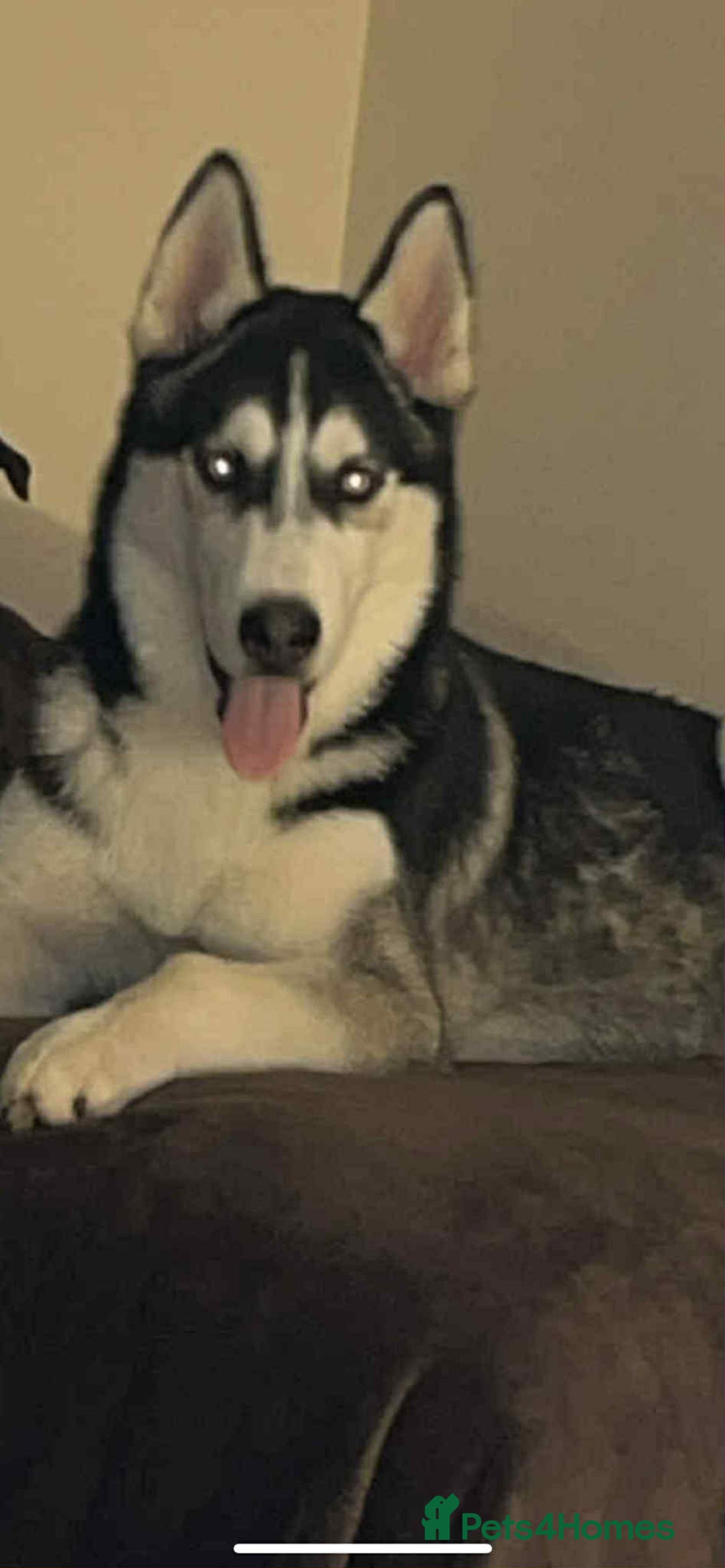 Siberian Husky dogs for sale: Siberian husky - Image 3