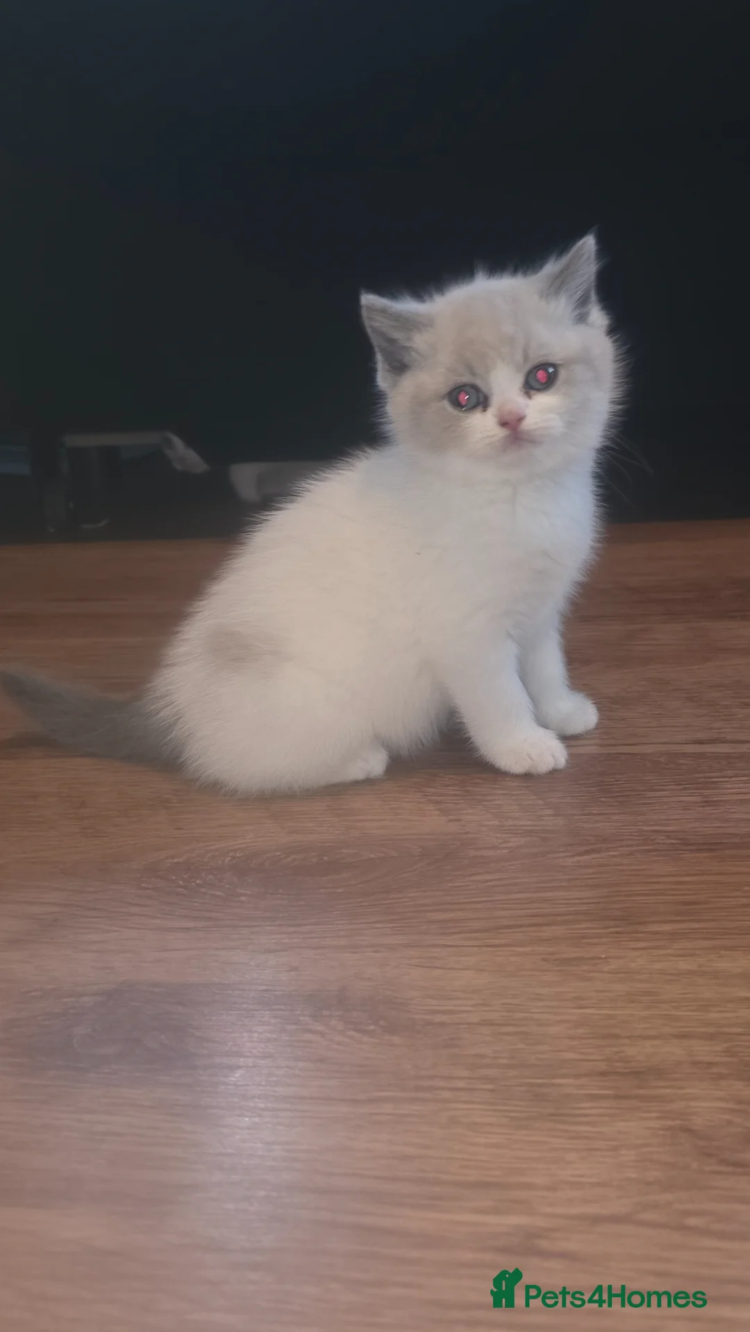 Brazilian Shorthair cats for sale: British shorthair - Advert 2