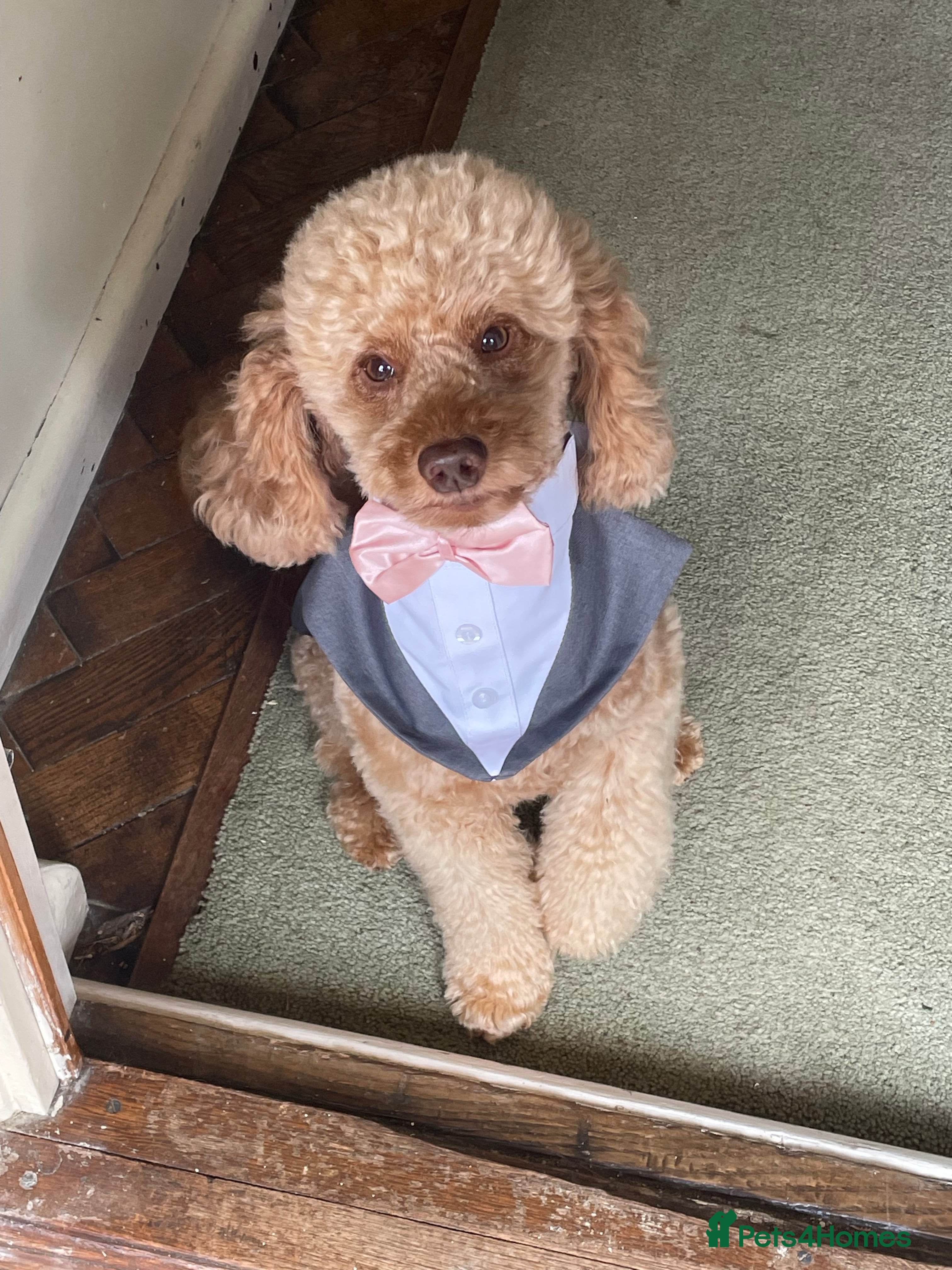 Miniature Poodle dogs Stud miniature poodle, East Sussex / Kent - Advert 1