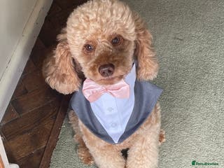 Miniature Poodle dogs Stud miniature poodle, East Sussex / Kent - Advert 1