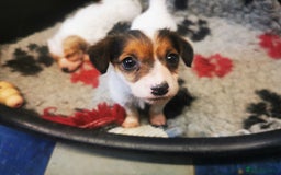 Mixed Breed dogs for sale: 2 Jack Russell cross puppies for sale - Advert 7