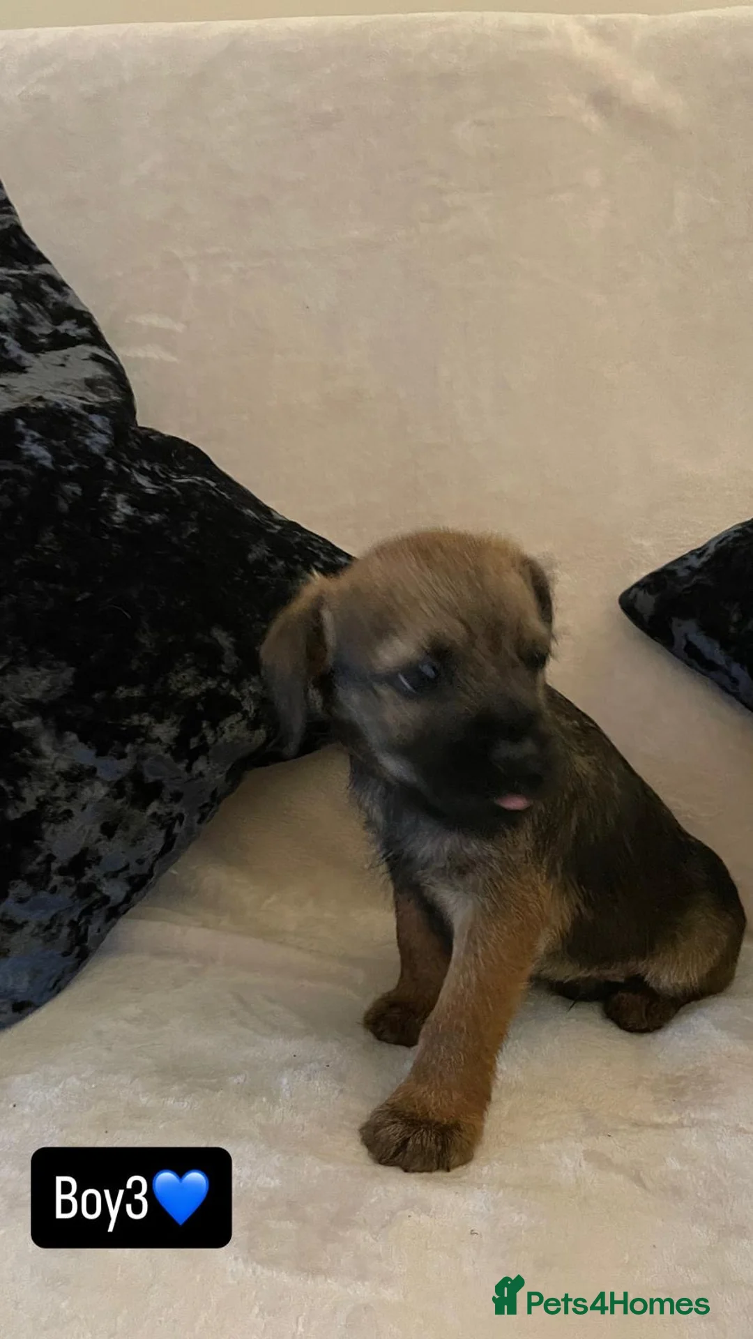 Border Terrier dogs for sale: Border terrier puppies - Advert 6