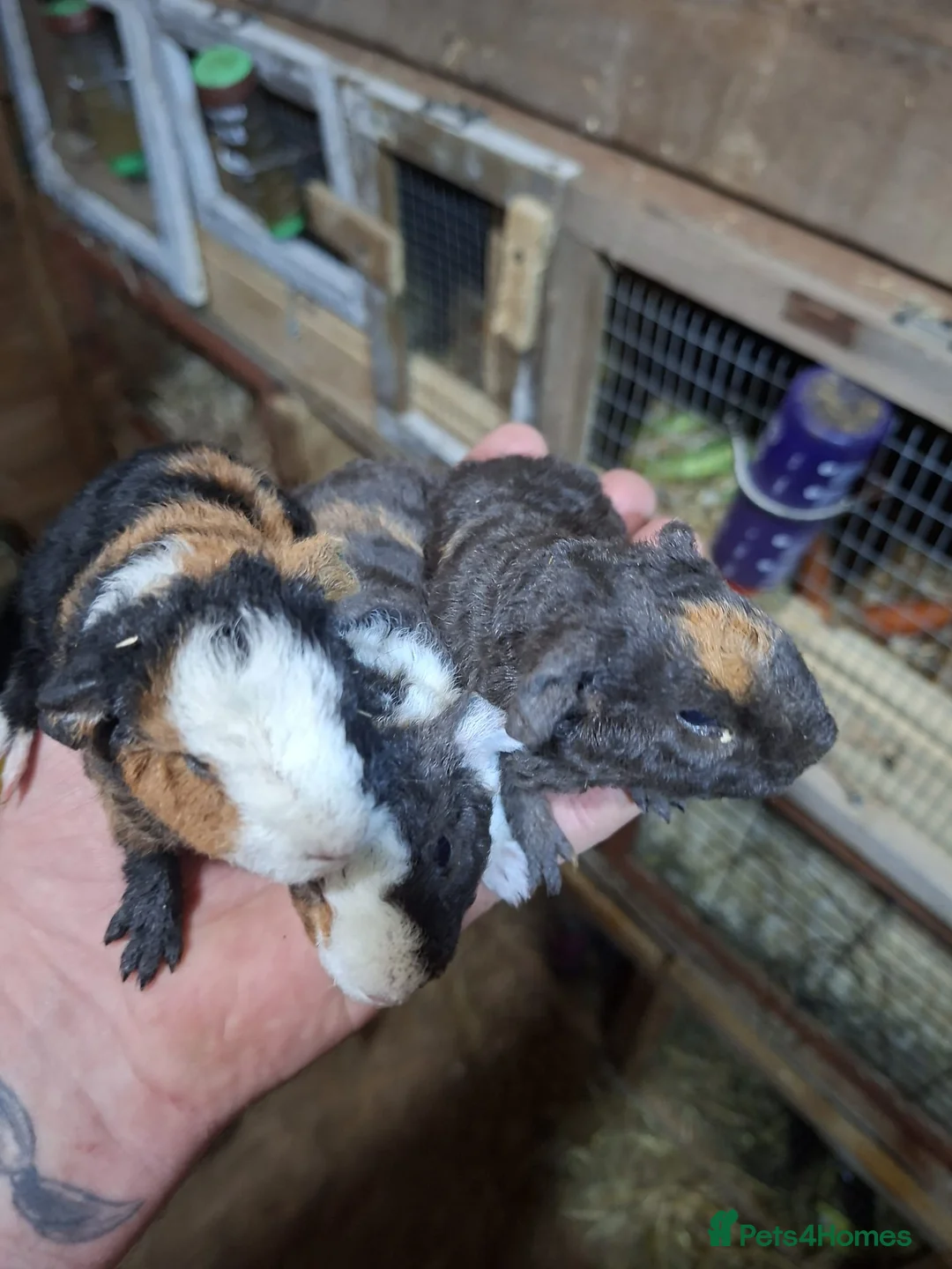 Guinea Pig rodents for sale: guniea pigs - Advert 12
