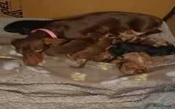 Miniature Dachshund dogs for sale: 4 miniature dachshund looking for forever homes  - Image 7