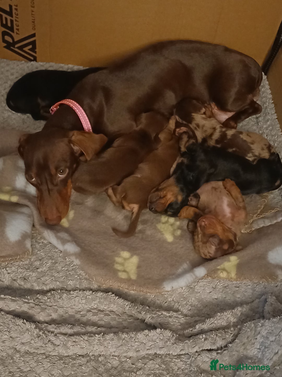 Miniature Dachshund dogs for sale: 4 miniature dachshund looking for forever homes  - Image 7