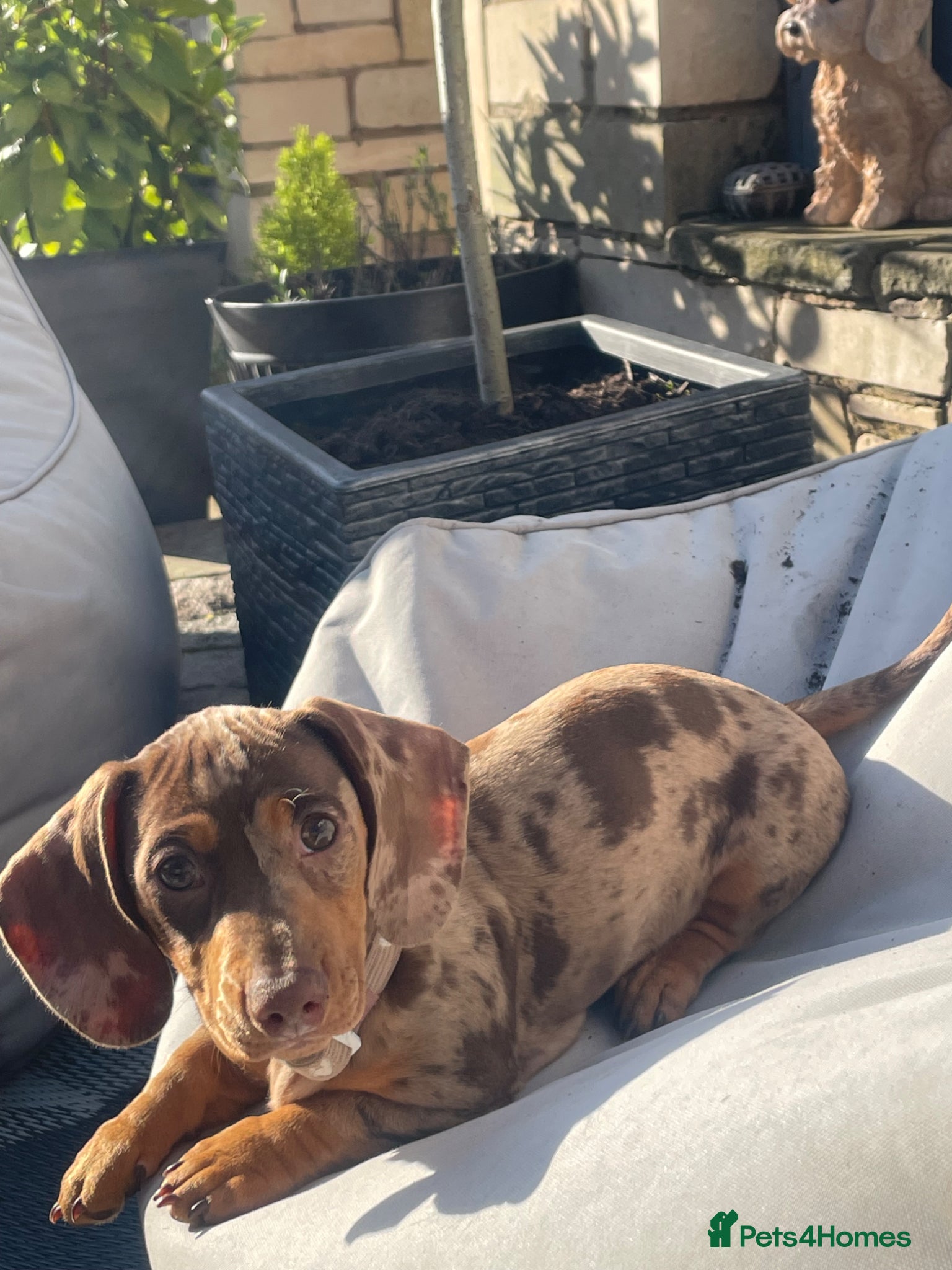 Miniature Dachshund dogs for sale: Miniature Dachshund  - Advert 2