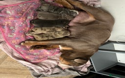 English Bulldog dogs for sale: English Bulldog puppies  - Image 21