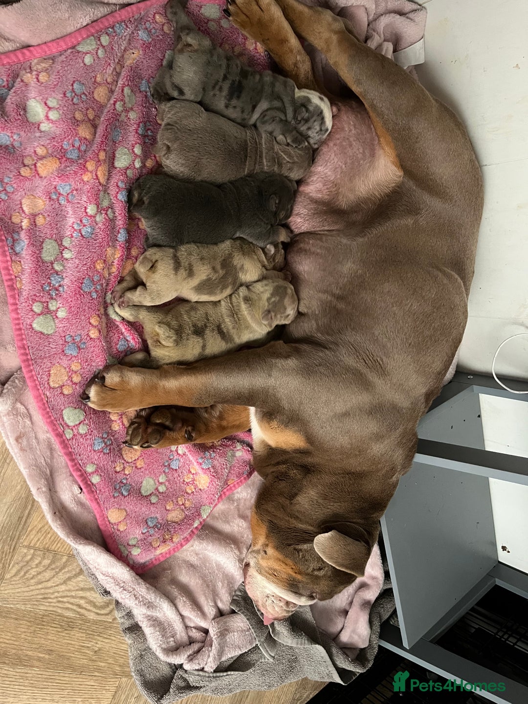 English Bulldog dogs for sale: English Bulldog puppies  - Image 21