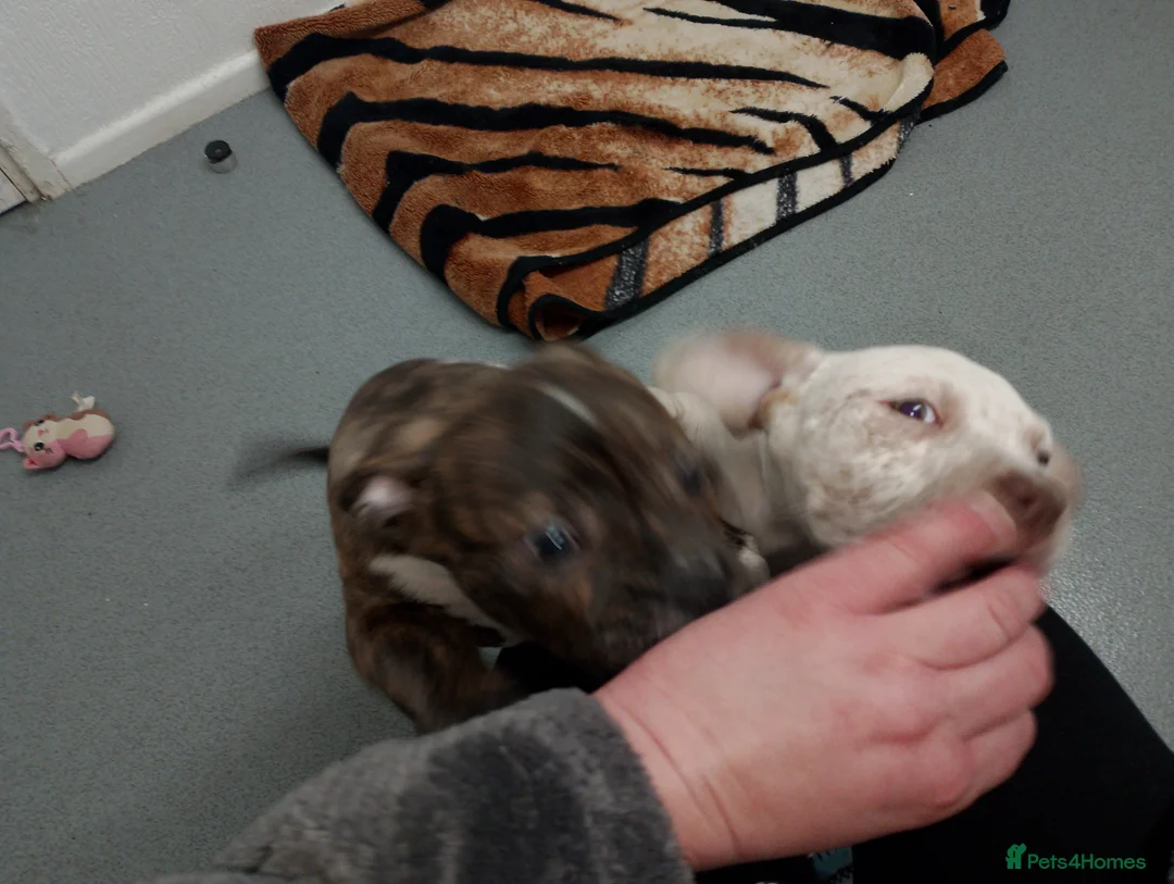 Mixed Breed dogs for sale: Dogs for sale in Bradford - Advert 6