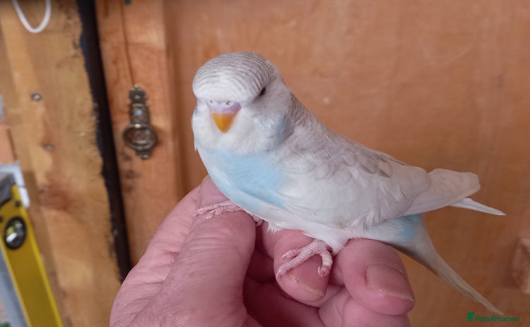 Budgerigars birds - Advert 1