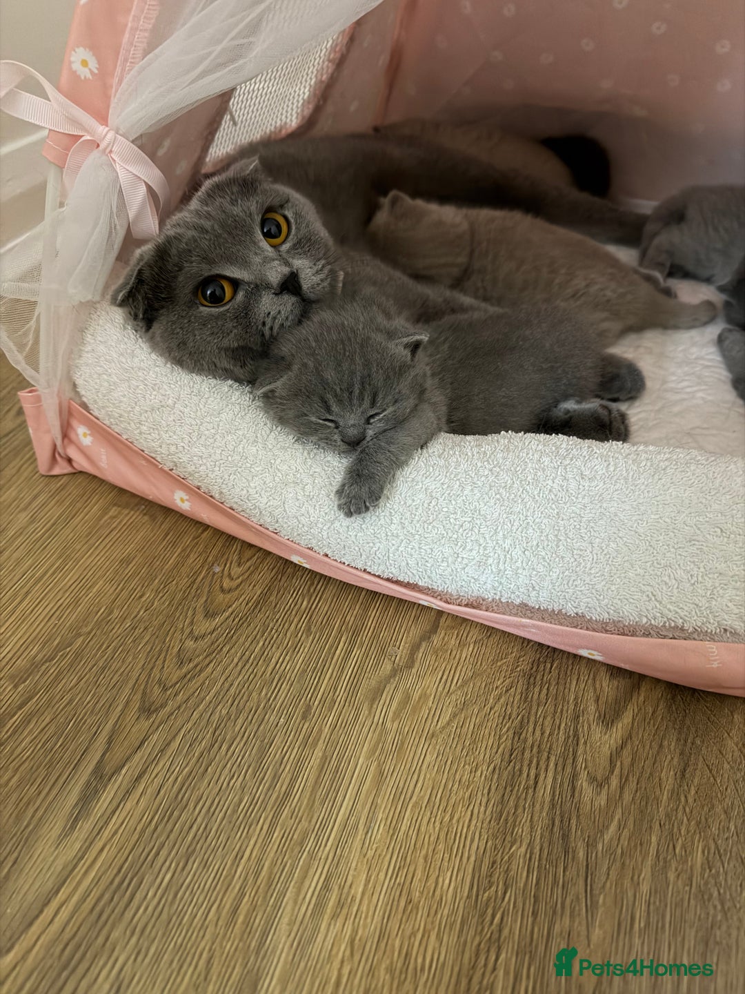 Scottish Fold cats for sale: Scottish Fold/ Straight kitties  - Advert 1