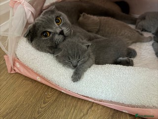 Scottish Fold cats Scottish Fold/ Straight kitties - Advert 1