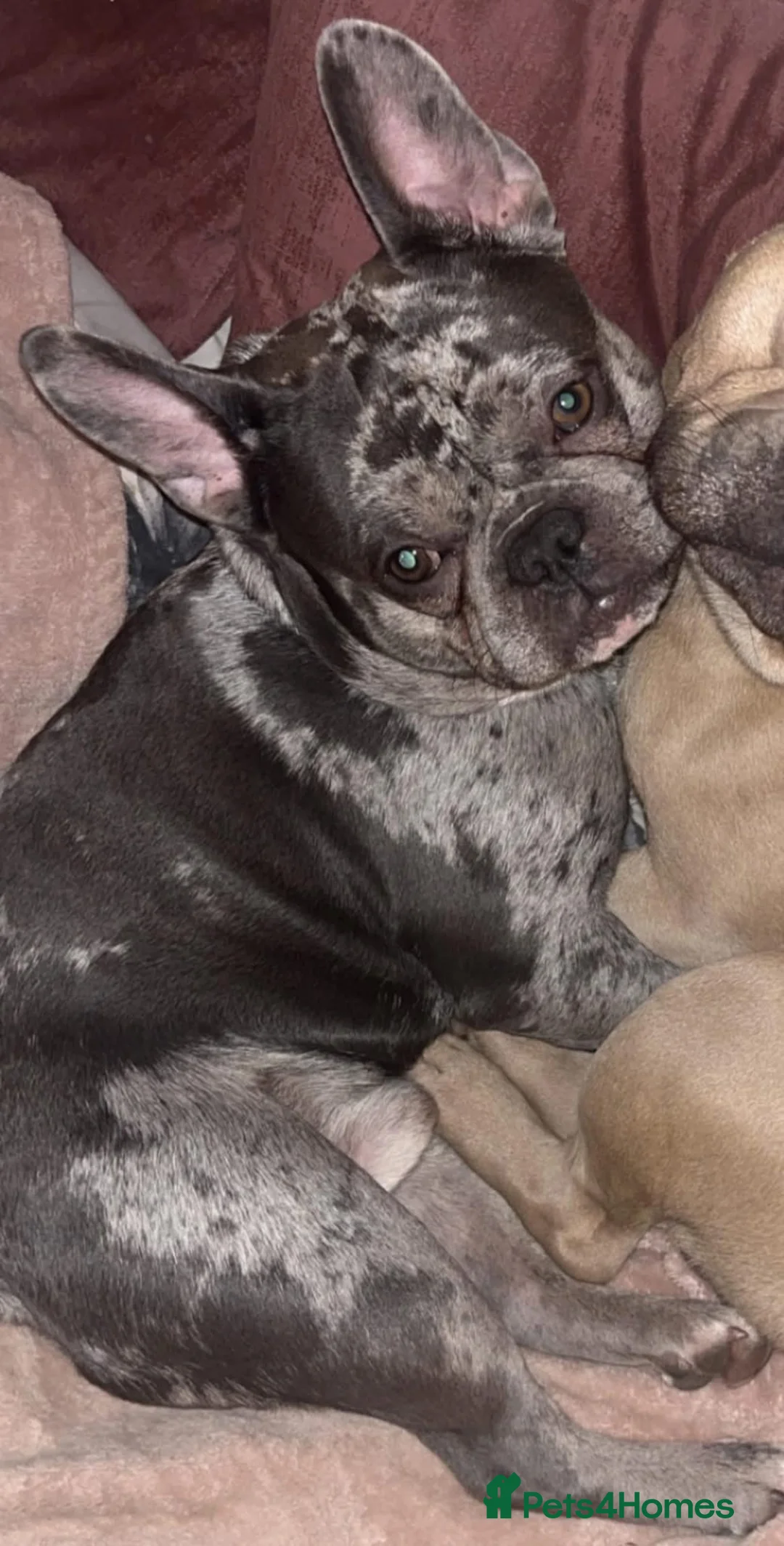 French Bulldog dogs for sale: Rehoming KC Registered French Bulldog - Advert 2