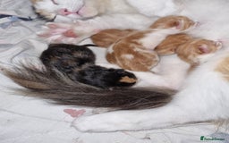RagaMuffin cats for sale: Adorable Ragamuffin X kittens  - Image 12