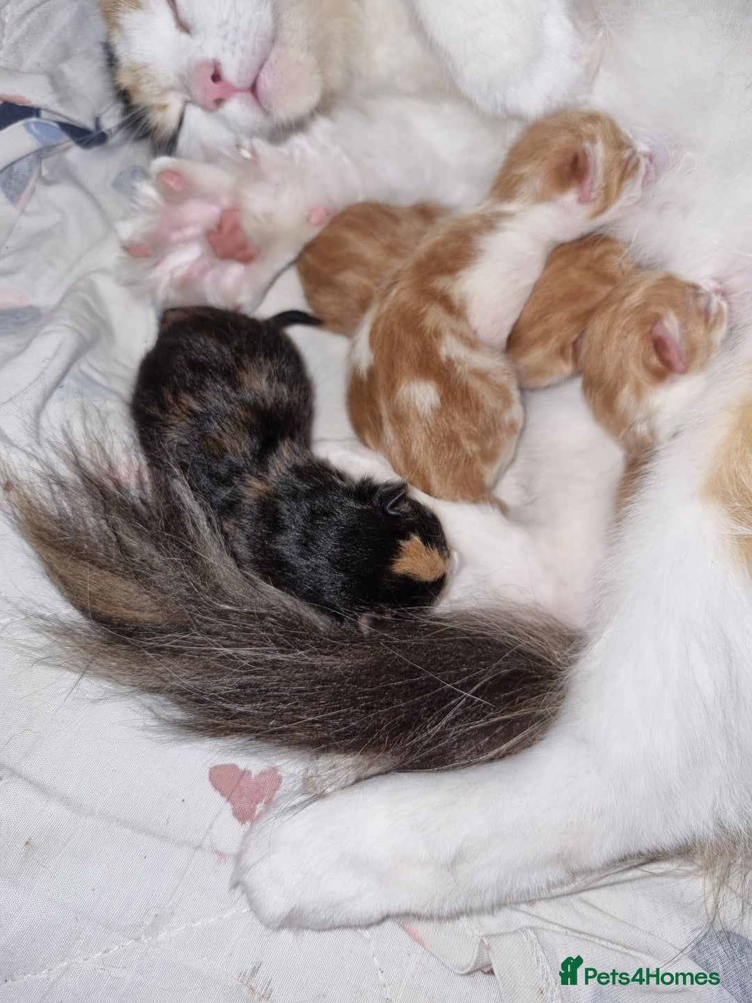 RagaMuffin cats for sale: Adorable Ragamuffin X kittens  - Image 12