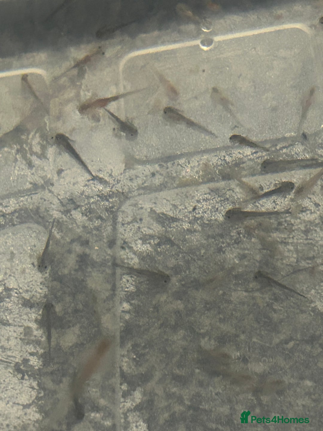 Axolotl reptiles for sale: Axolotl hatchlings  - Advert 7