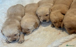 Goldador dogs for sale: Gorgoeus Goldador’s  - Image 9