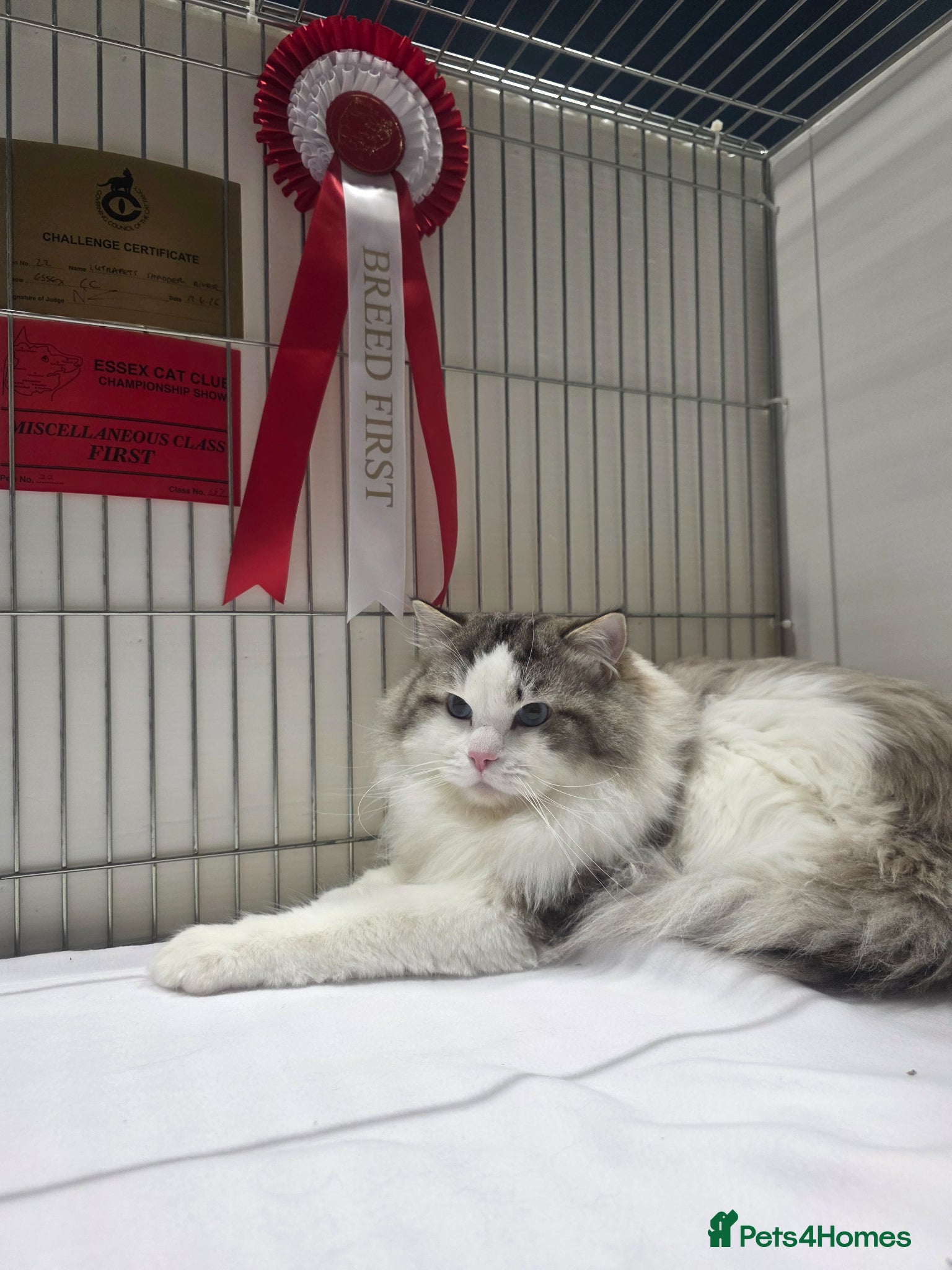 Ragdoll cats GCCF/TICA ACTIVE REGISTERED Championbloodline stud - Advert 13