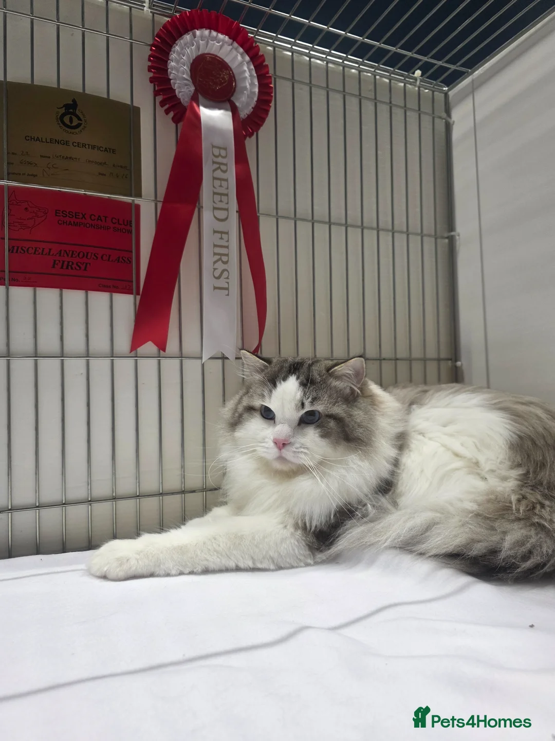 Ragdoll cats for stud: GCCF/TICA ACTIVE REGISTERED Championbloodline stud - Advert 1