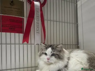 Ragdoll cats GCCF/TICA ACTIVE REGISTERED Championbloodline stud - Advert 13