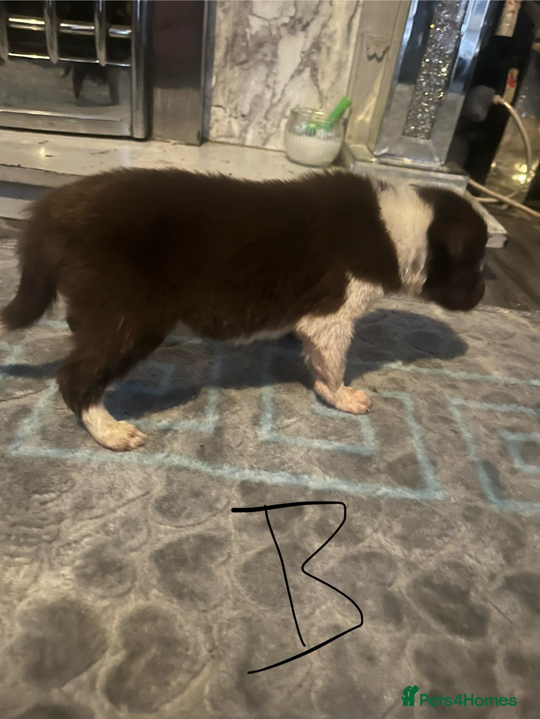 Border Collie dogs for sale: Border collie puppies - Image 32