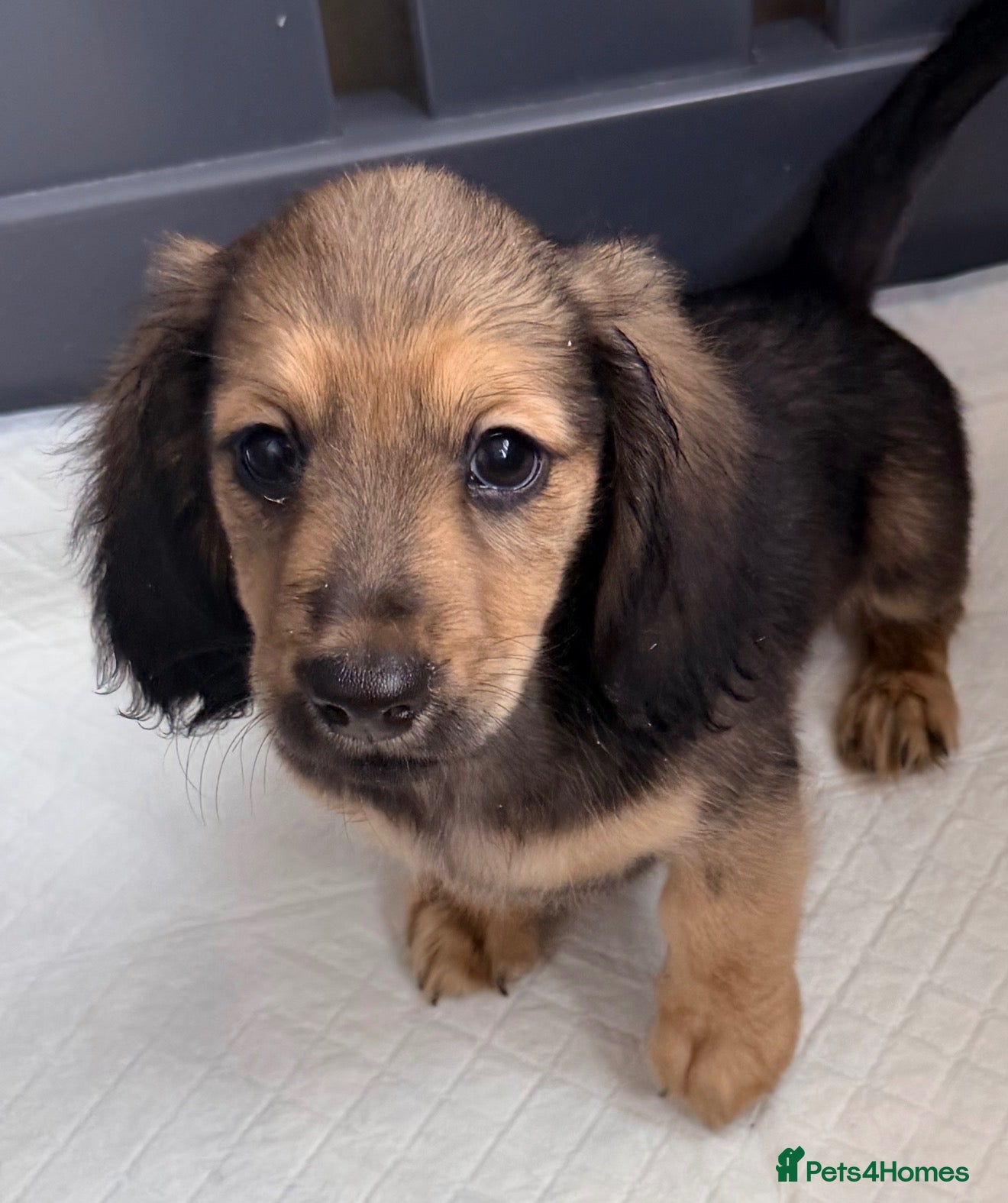 Miniature Dachshund dogs Shaded cream long hair amazing dachshunds puppies - Advert 4