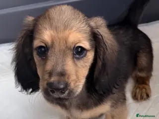 Miniature Dachshund dogs Shaded cream long hair amazing dachshunds puppies - Advert 4