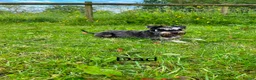 Miniature Schnauzer dogs for sale: Pedigree miniature schnauzers  in Warwick - Advert 12