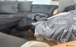 Cane Corso dogs for sale: Cane Corse Female  - Image 15